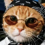 圆大橘的头像-橘研所